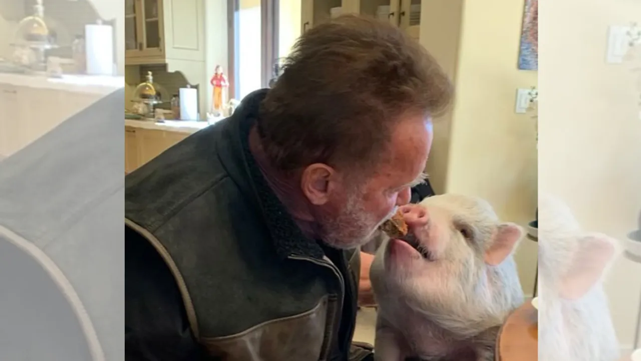 Arnold Schwarzenegger Takes a Stroll With His Talkative Pet Pig 