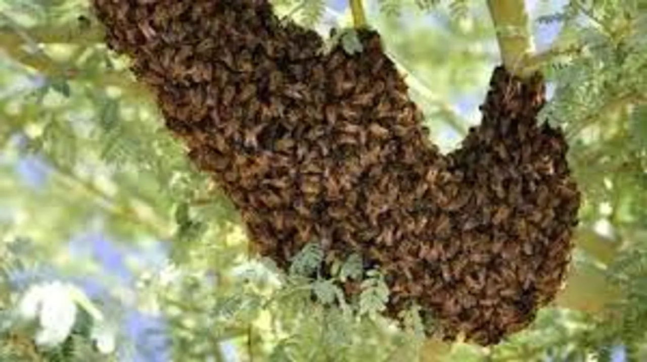 honeybee