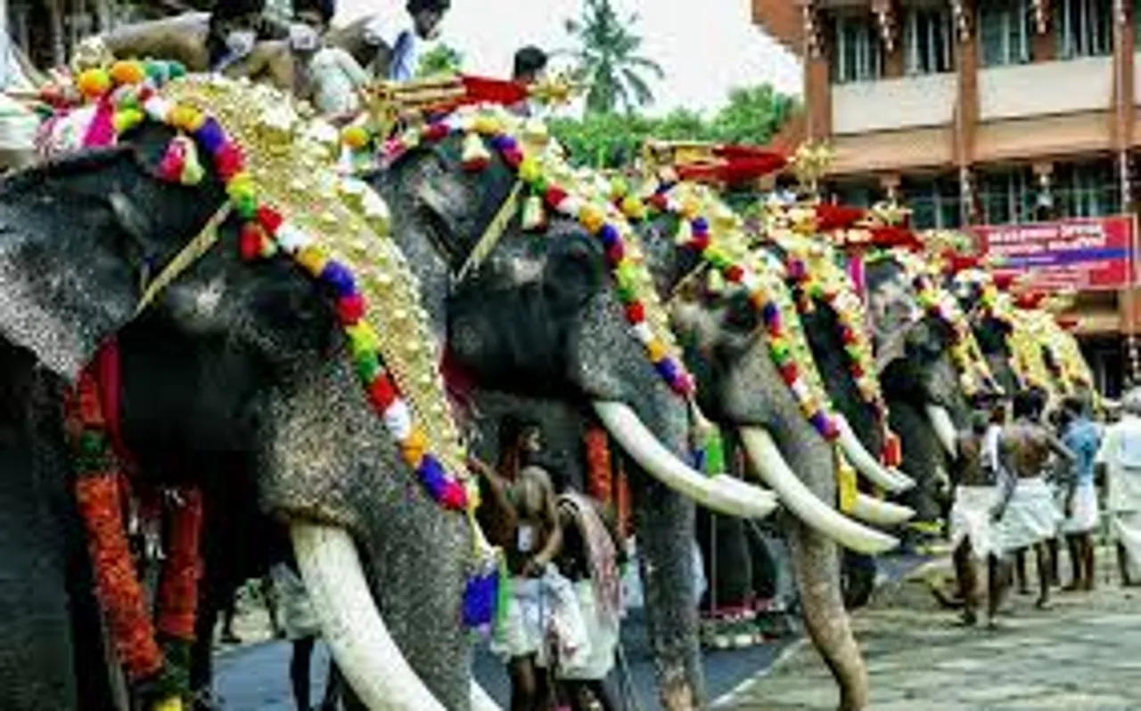 elephants