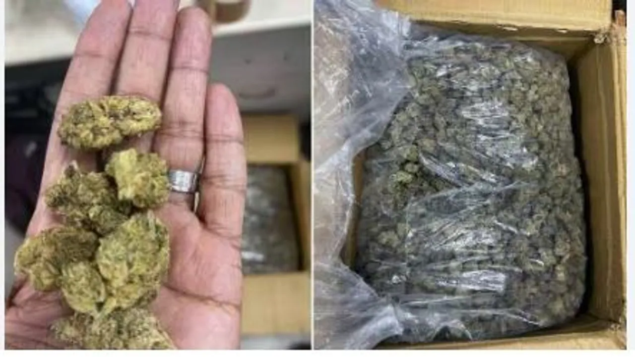 cannabias