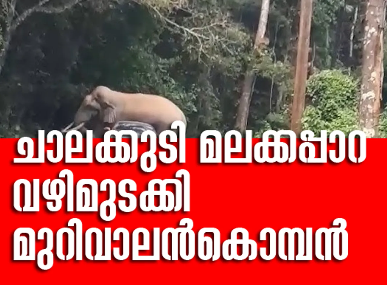 elephant