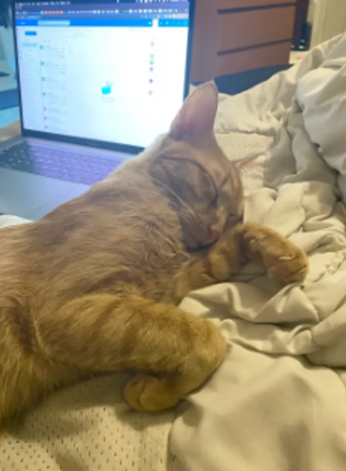 cat