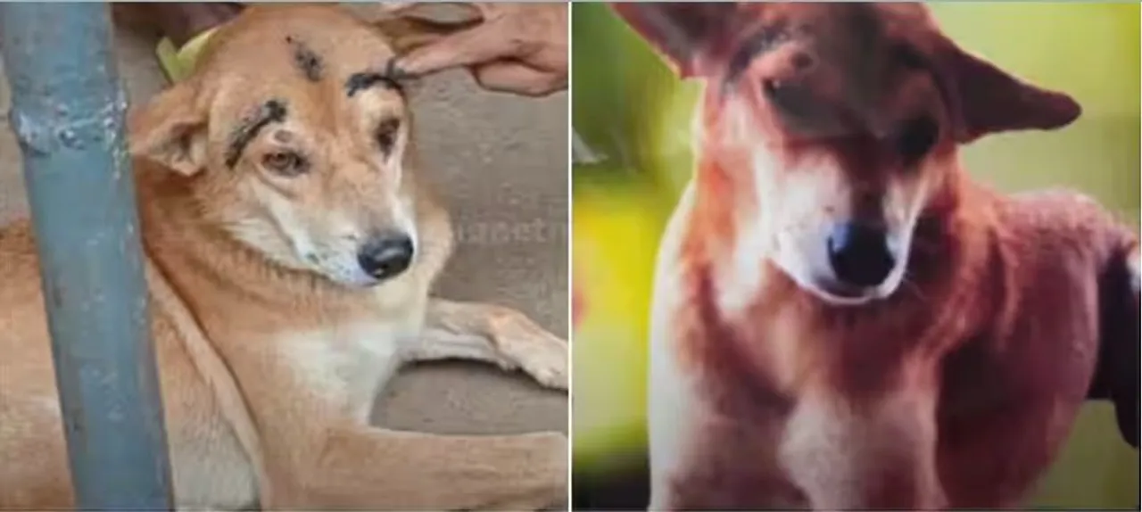 dog