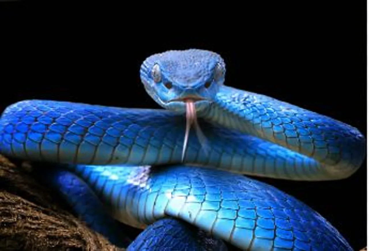 snake