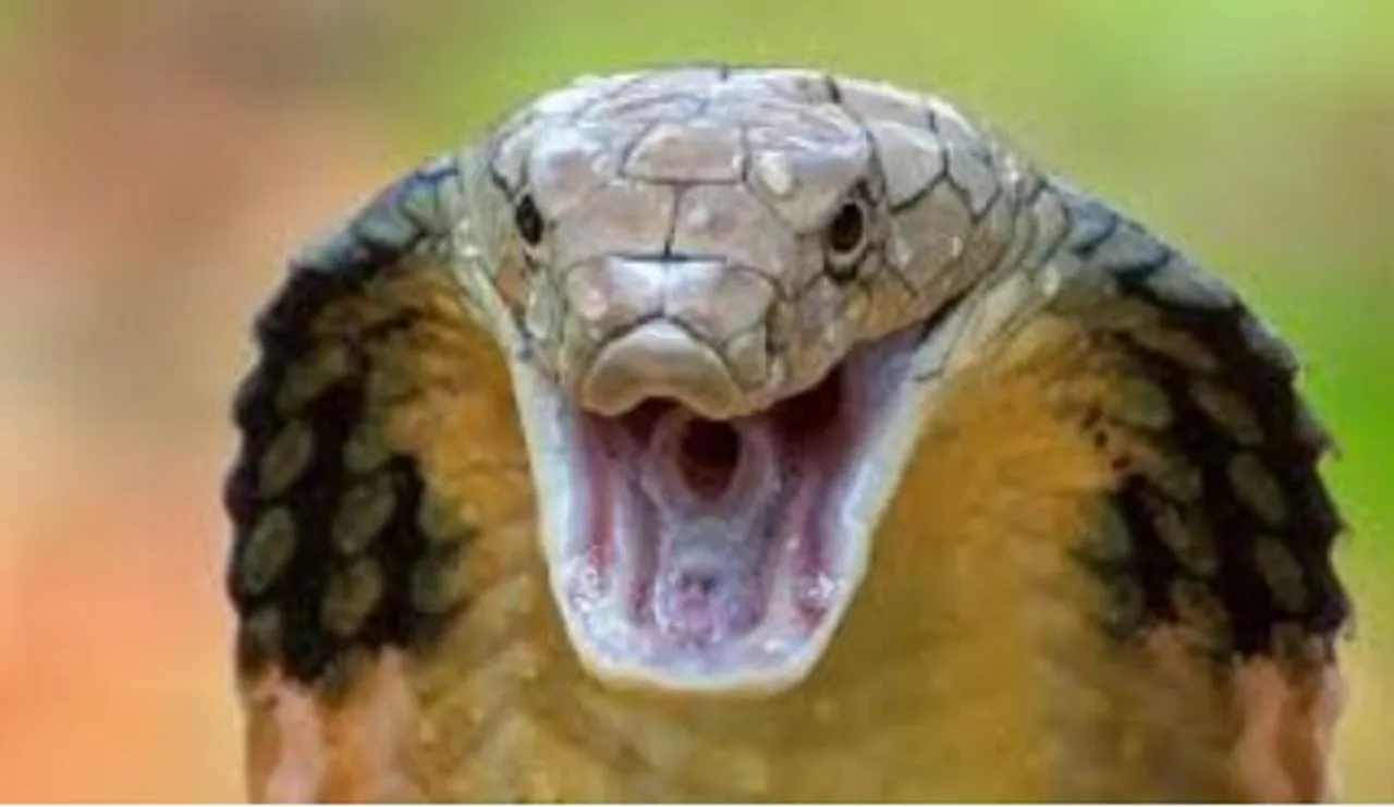 snake