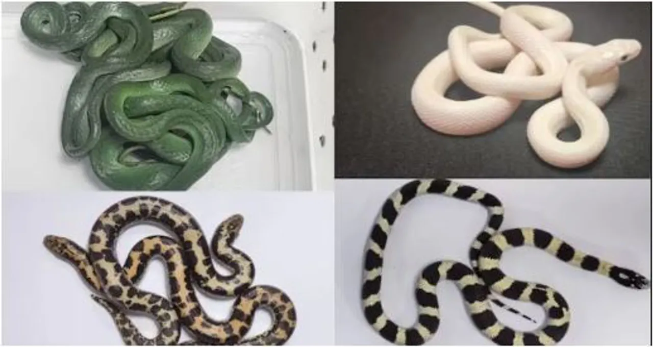 MUMBAI CUSTOMS