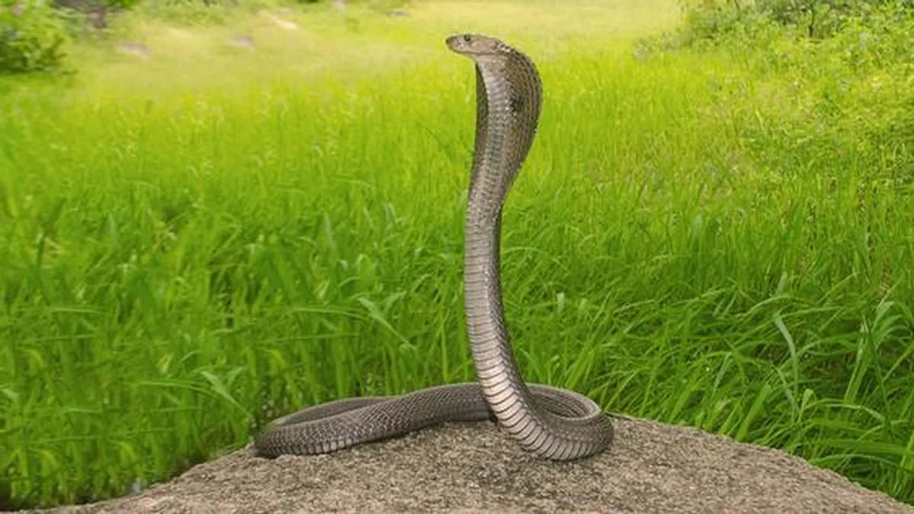 cobra