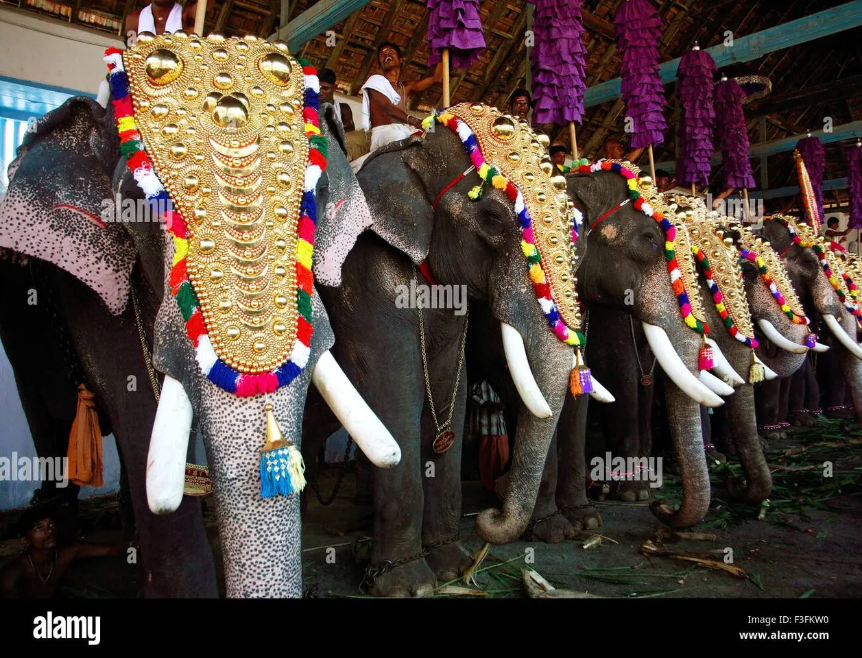 utsavam-elepha