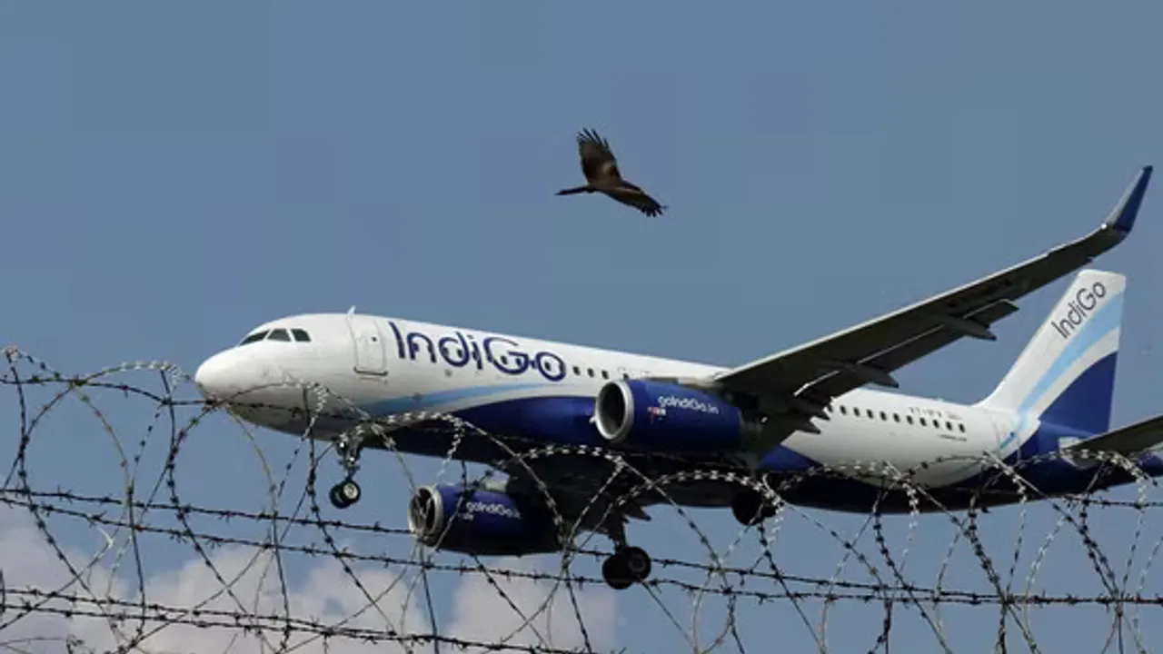indigo
