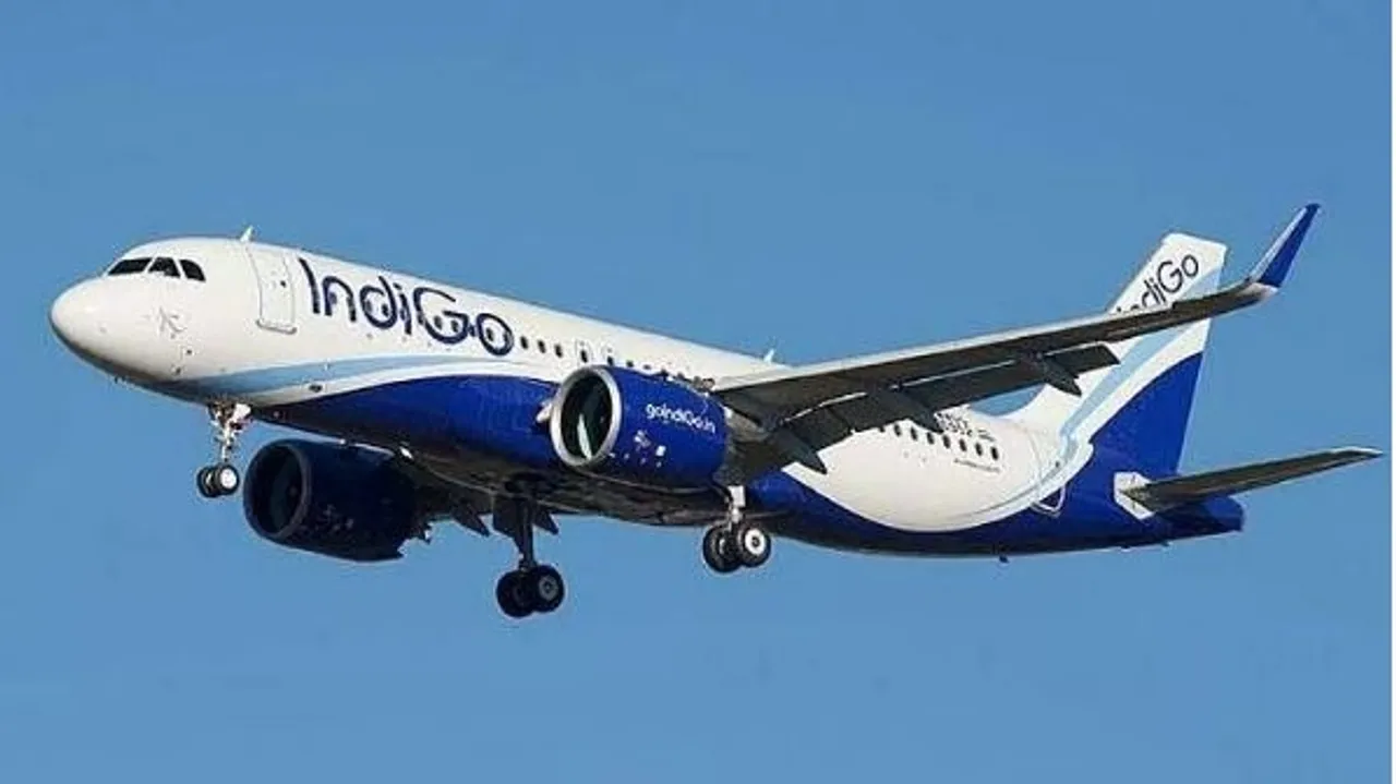 indigo-1