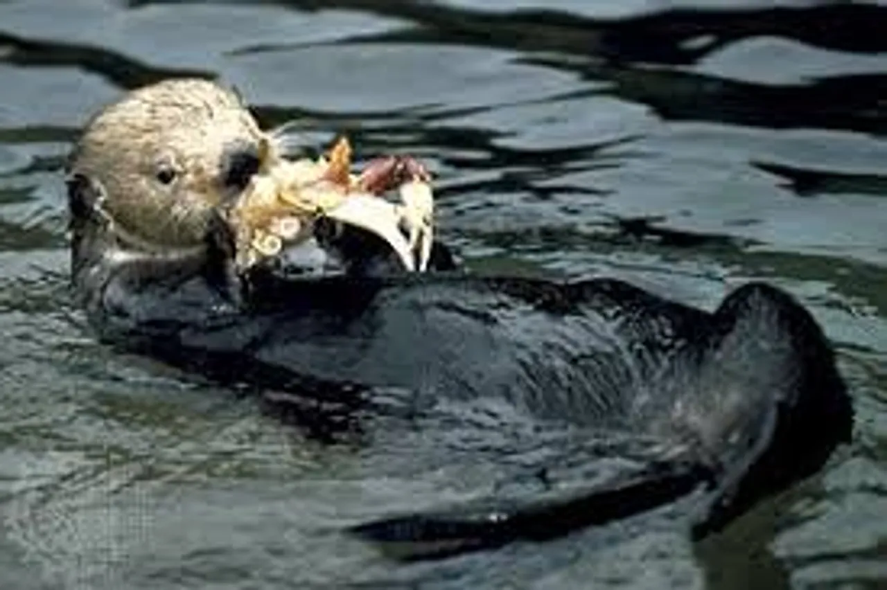 OTTERS