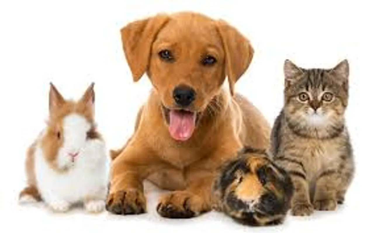 pets