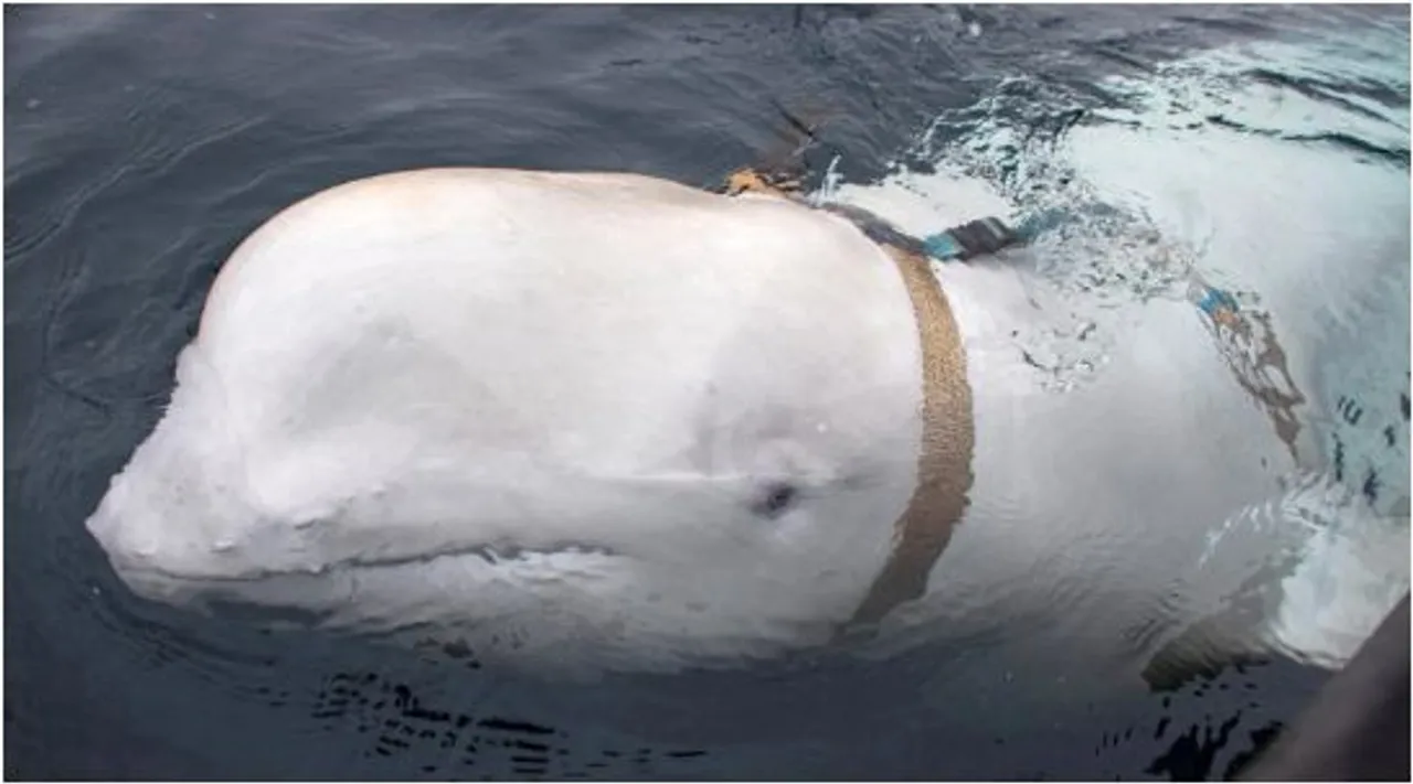 whale