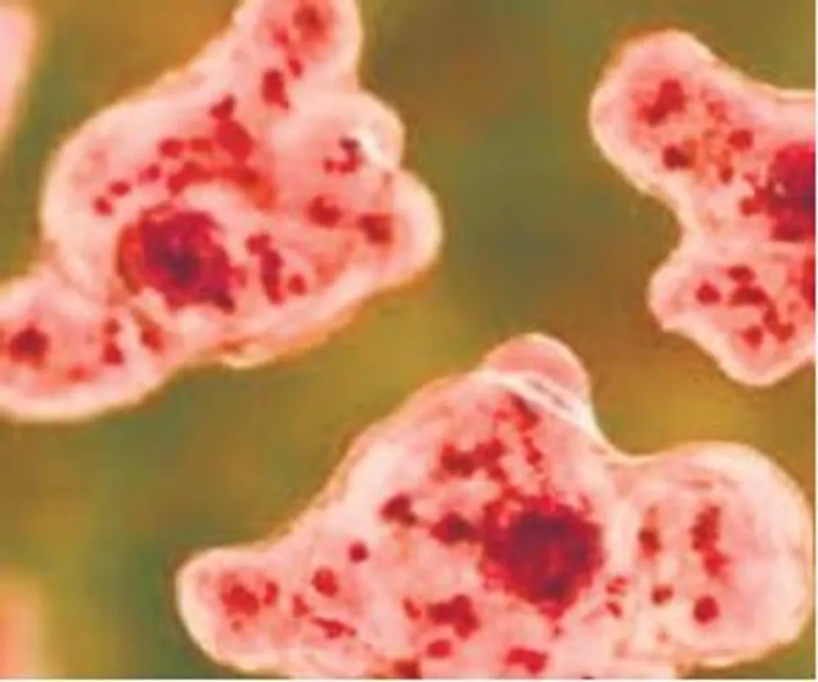amoeba