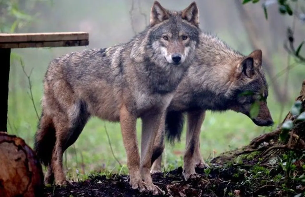 wolf