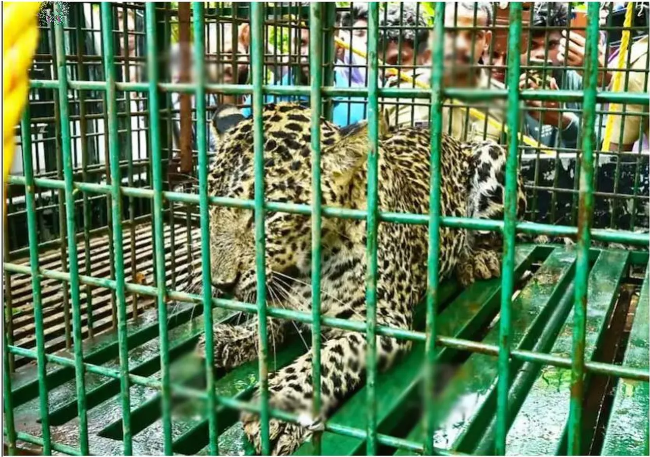 leopard