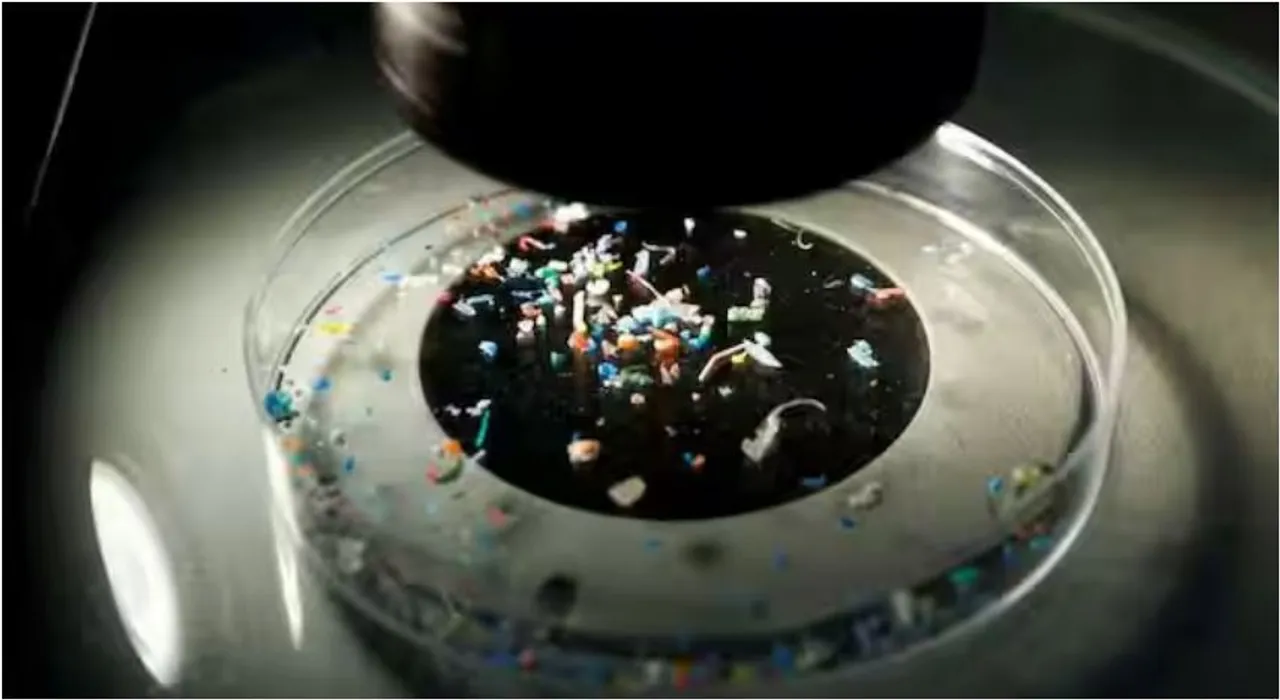 microplastic in human brain