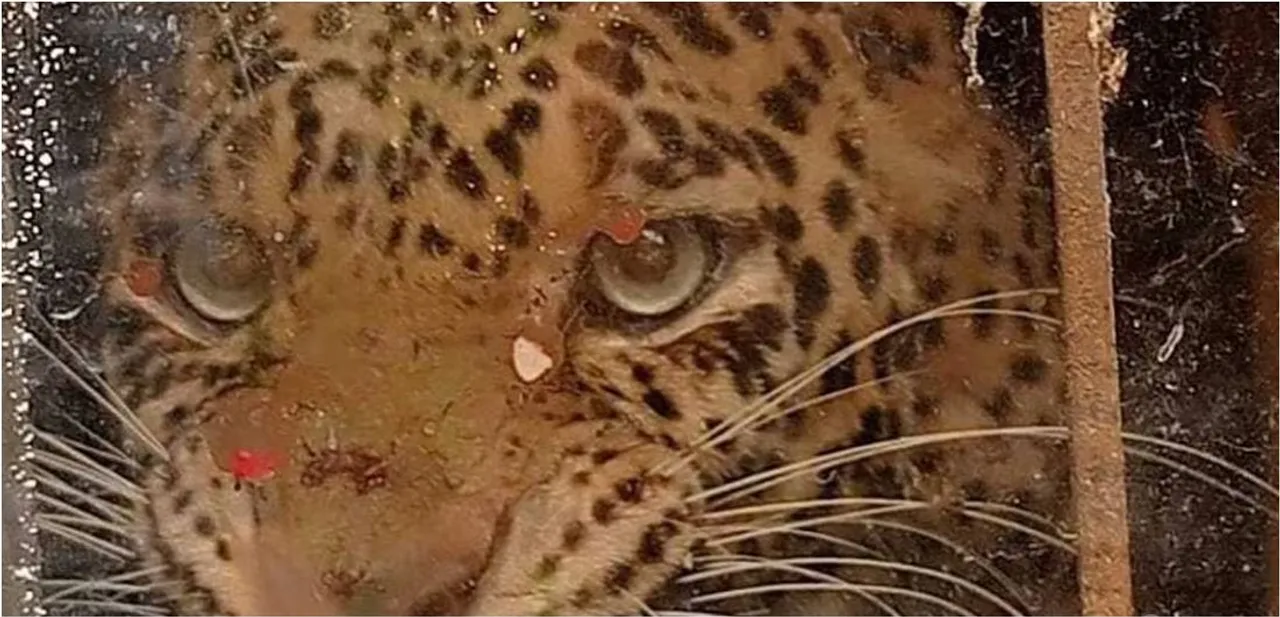tiger