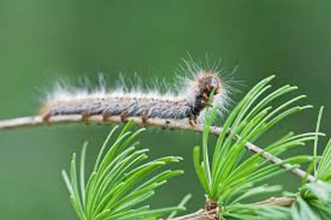 worm