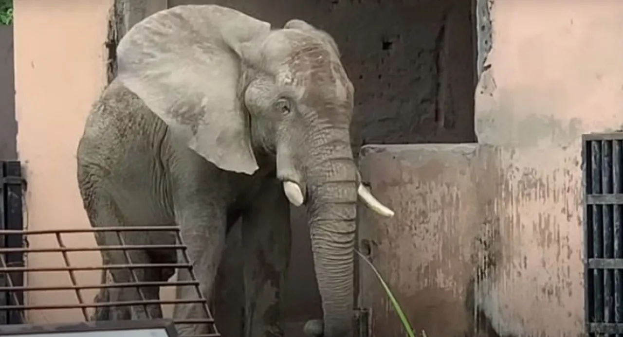 elephant