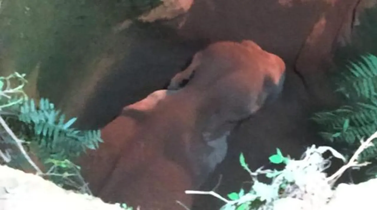 wild elephant