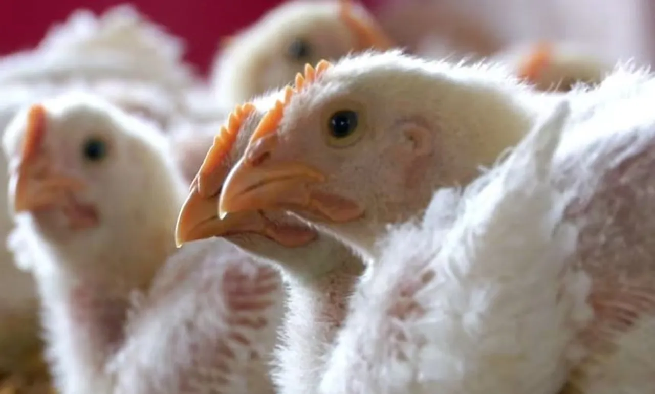 bird flu