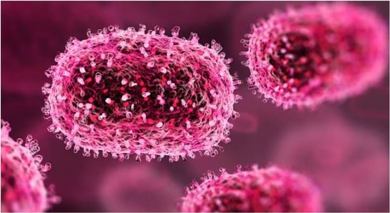 chandipura virus