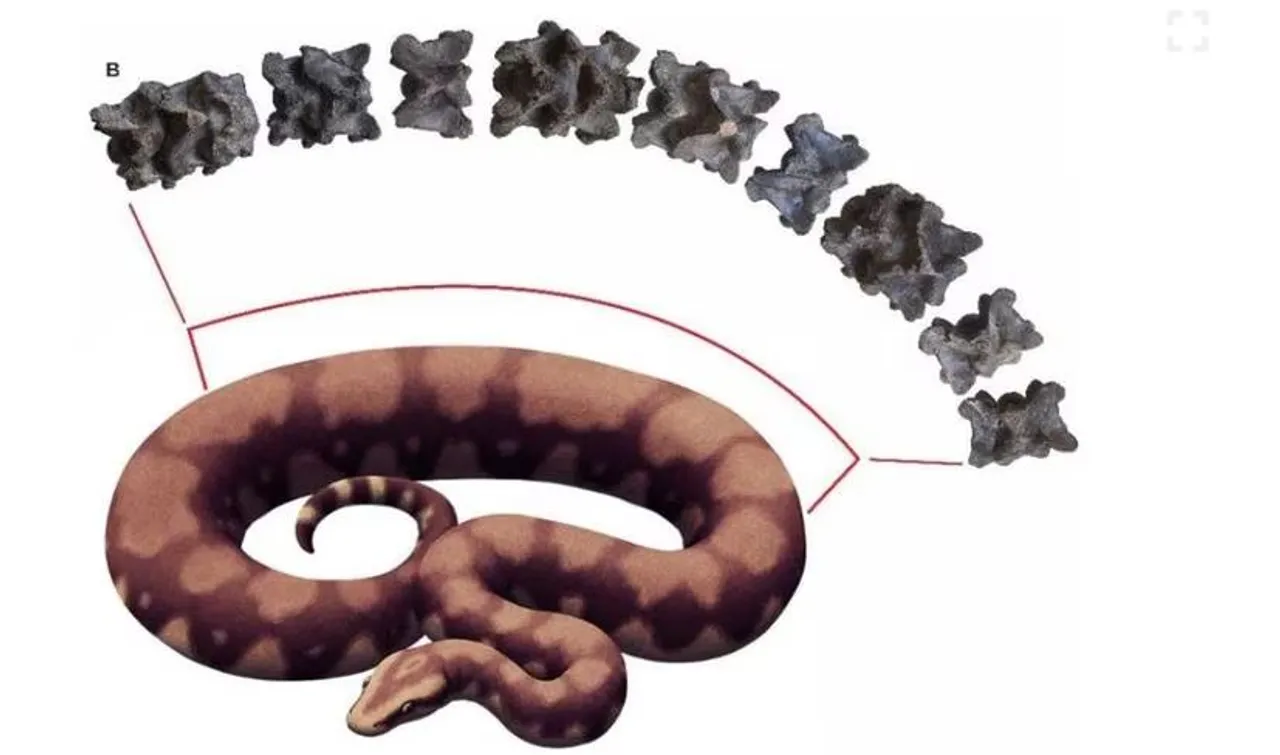 vasuki