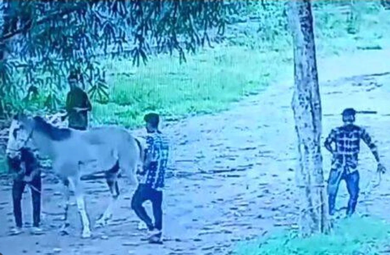 violence against horse