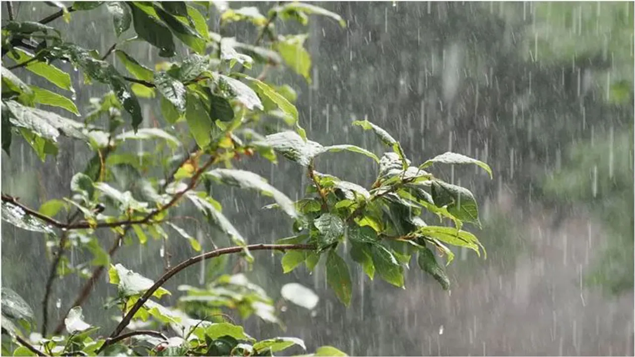 rain