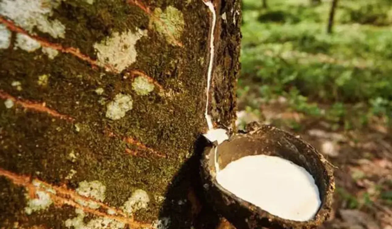 കര്‍ഷകരെ പ്രതിസന്ധിയിലാക്കി റബര്‍ ഷീറ്റിനു പിന്നാലെ ഒട്ടുപാലിനും വിലയിടിവ്