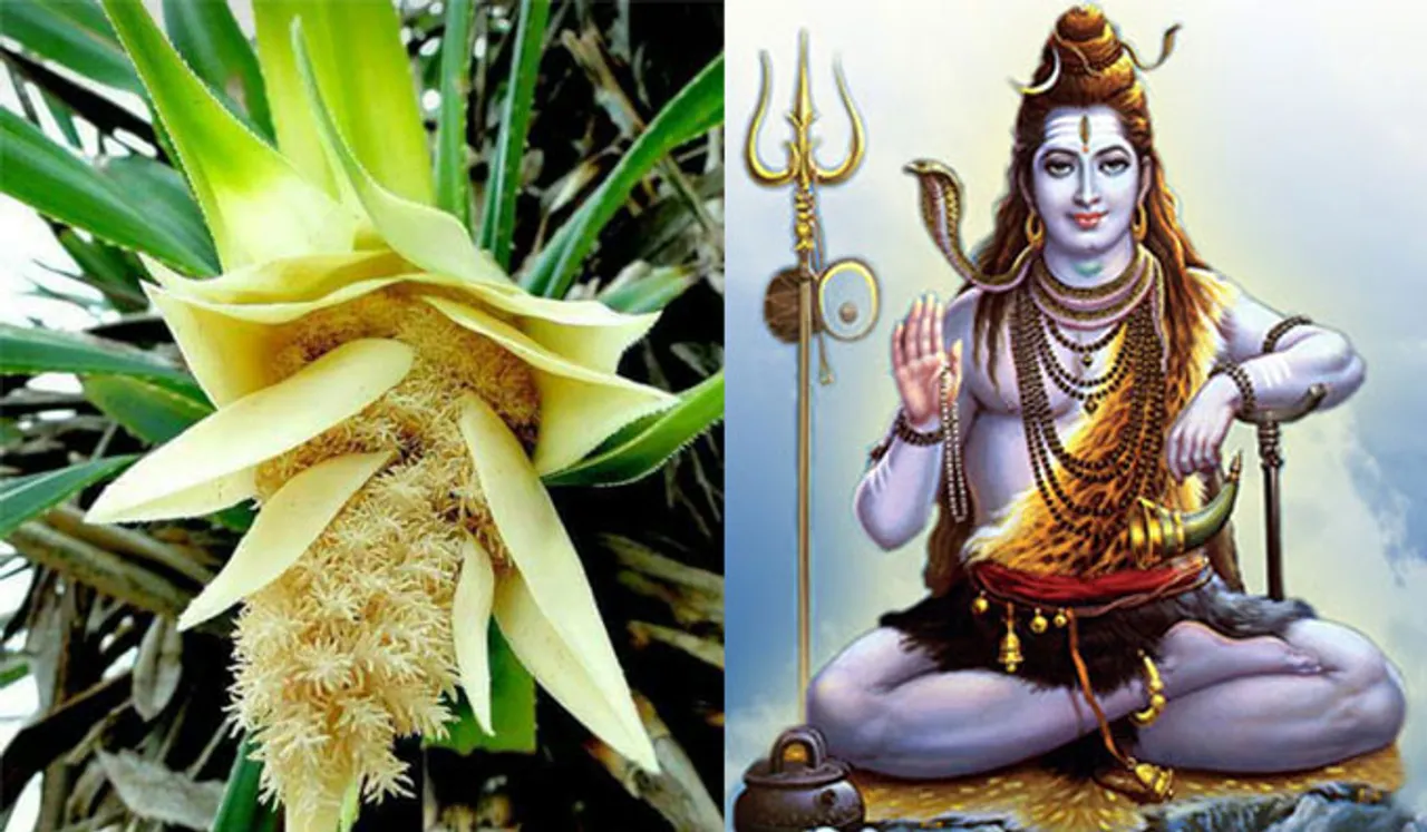 കൈതപ്പൂവിനെ പൂജയ്ക്ക് എടുക്കാത്തതിനു പിന്നില്‍........