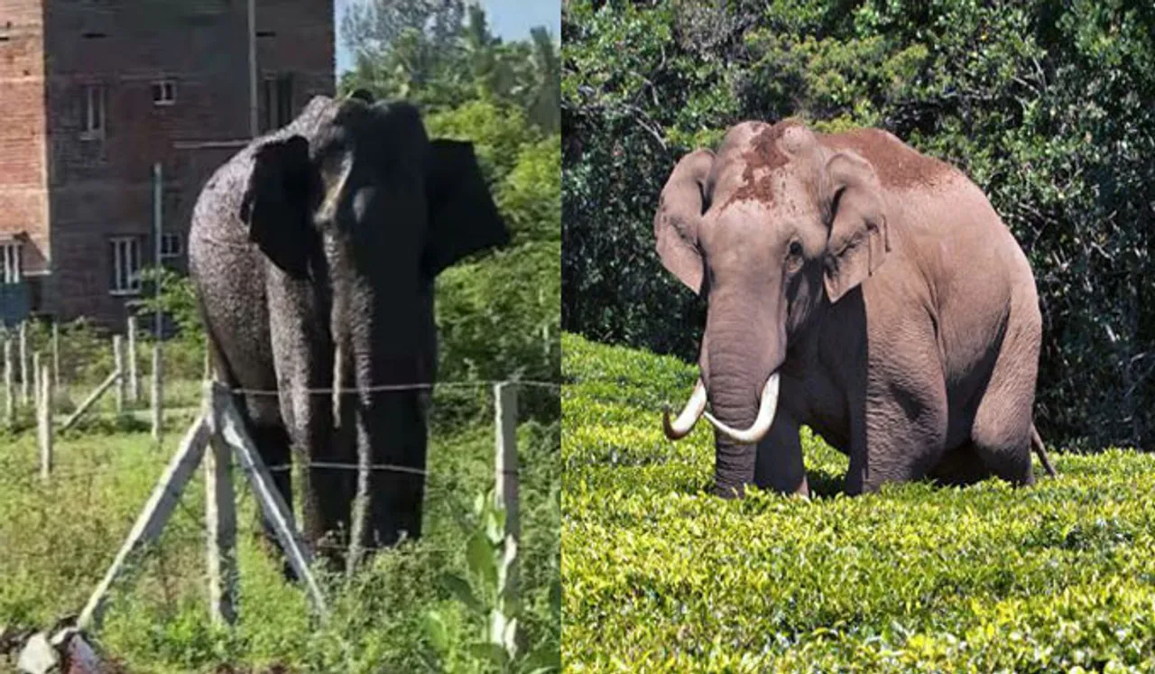 അരിക്കൊമ്പന്‍ ആകാന്‍ ശ്രമം; ചര്‍ച്ചയായി  'അരിയപ്പ'  എന്ന പടയപ്പ 