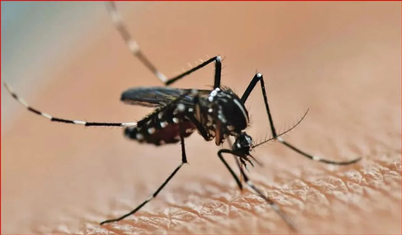 തലസ്ഥാനത്ത് പിടിമുറുക്കി ഡെങ്കിപ്പനി; ജില്ലയിലെ കേസുകളില്‍ 75% തിരുവനന്തപുരം കോര്‍പറേഷന്‍ പരിധിയില്‍