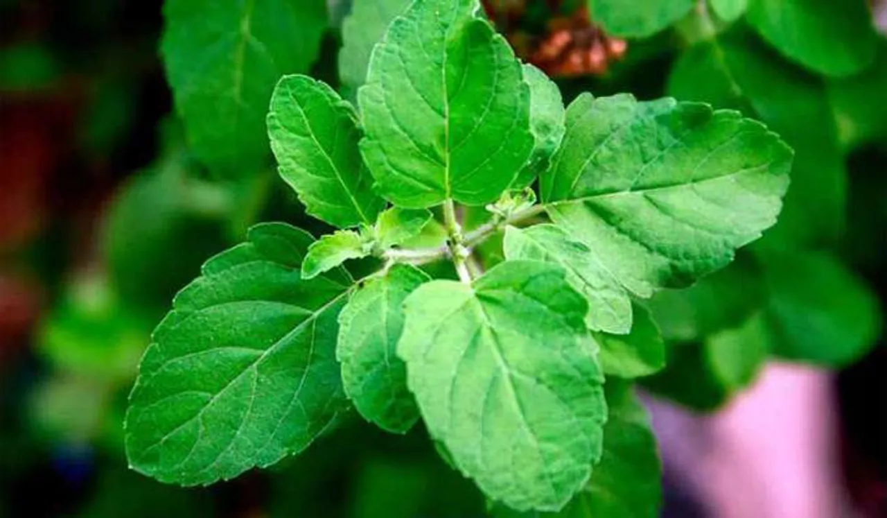 ഈശ്വര ചൈതന്യം ലഭ്യമാകാൻ കൃഷ്ണതുളസി