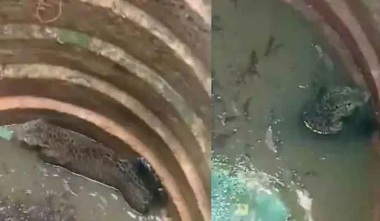 കണ്ണൂര്‍ പെരിങ്ങത്തൂരില്‍ പുലി കിണറ്റില്‍ വീണു