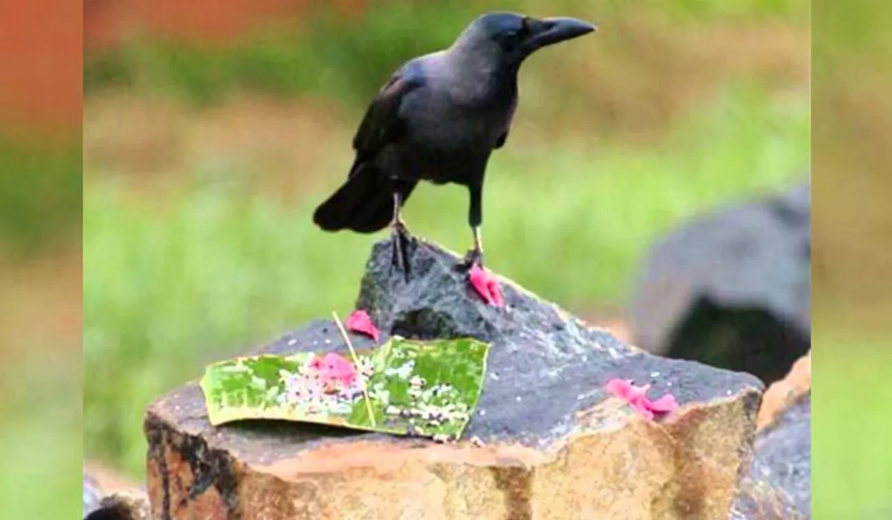 മരണാനന്തര ചടങ്ങിൽ കാക്കയുടെ പ്രാധാന്യം