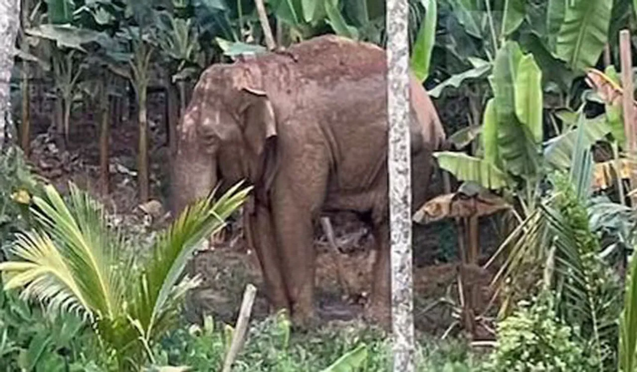 തണ്ണീര്‍ക്കൊമ്പന്‍ ദൗത്യം വിജയം; കര്‍ണാടകയിലേക്ക് മാറ്റി
