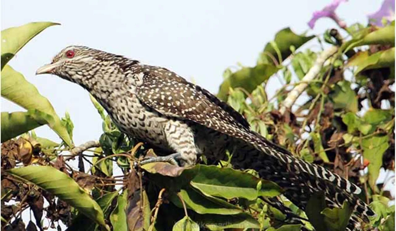 വിഷുപ്പക്ഷി പാടുന്പോള്‍