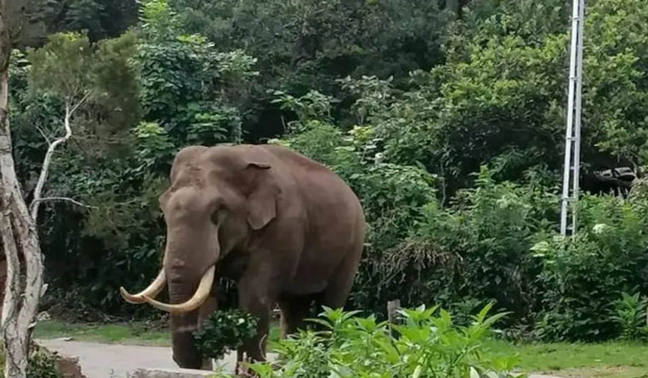 മൂന്നാറിൽ വീണ്ടും  ഭീതി നിറച്ച് പടയപ്പയുടെ ആക്രമണം; വിനോദസഞ്ചാരികളുടെ കാറുകൾ തകർത്തു