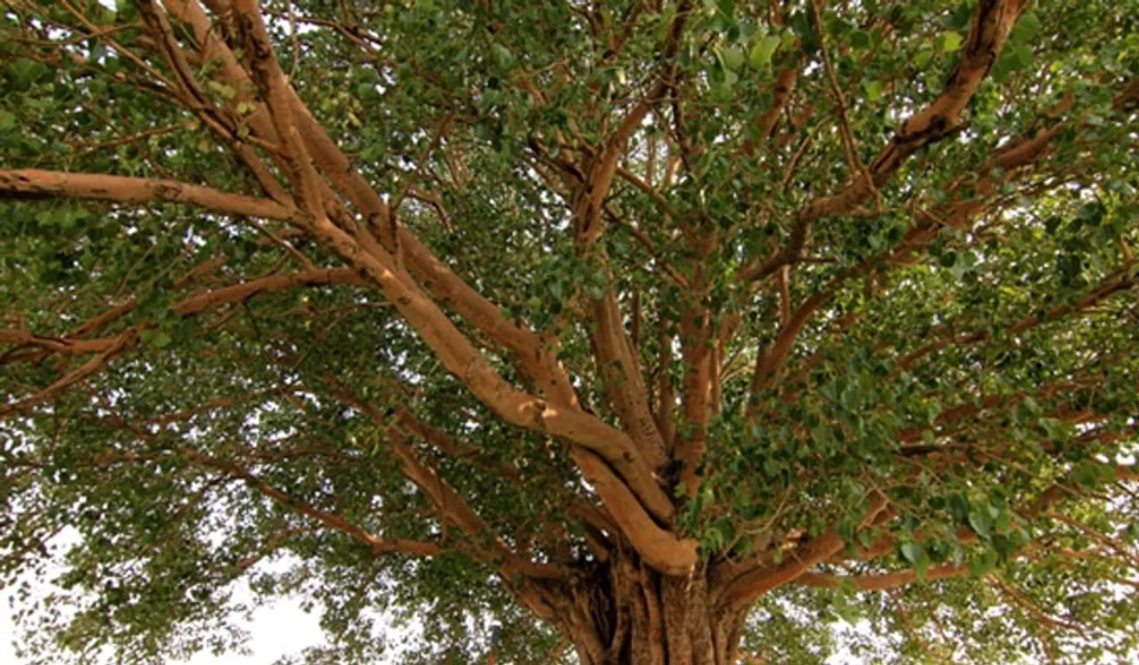 ഉച്ചകഴിഞ്ഞ് ആലിനെ പ്രദക്ഷിണം ചെയ്യരുത്