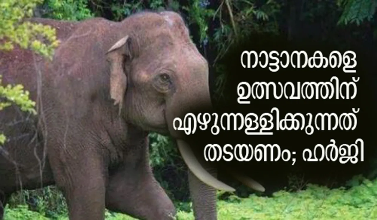നാട്ടാനകളെ ഉത്സവത്തിന് എഴുന്നള്ളിക്കുന്നത് തടയണം; ഹര്‍ജിയില്‍ ഇടപെടാന്‍ വിസമ്മതിച്ച് സുപ്രീം കോടതി
