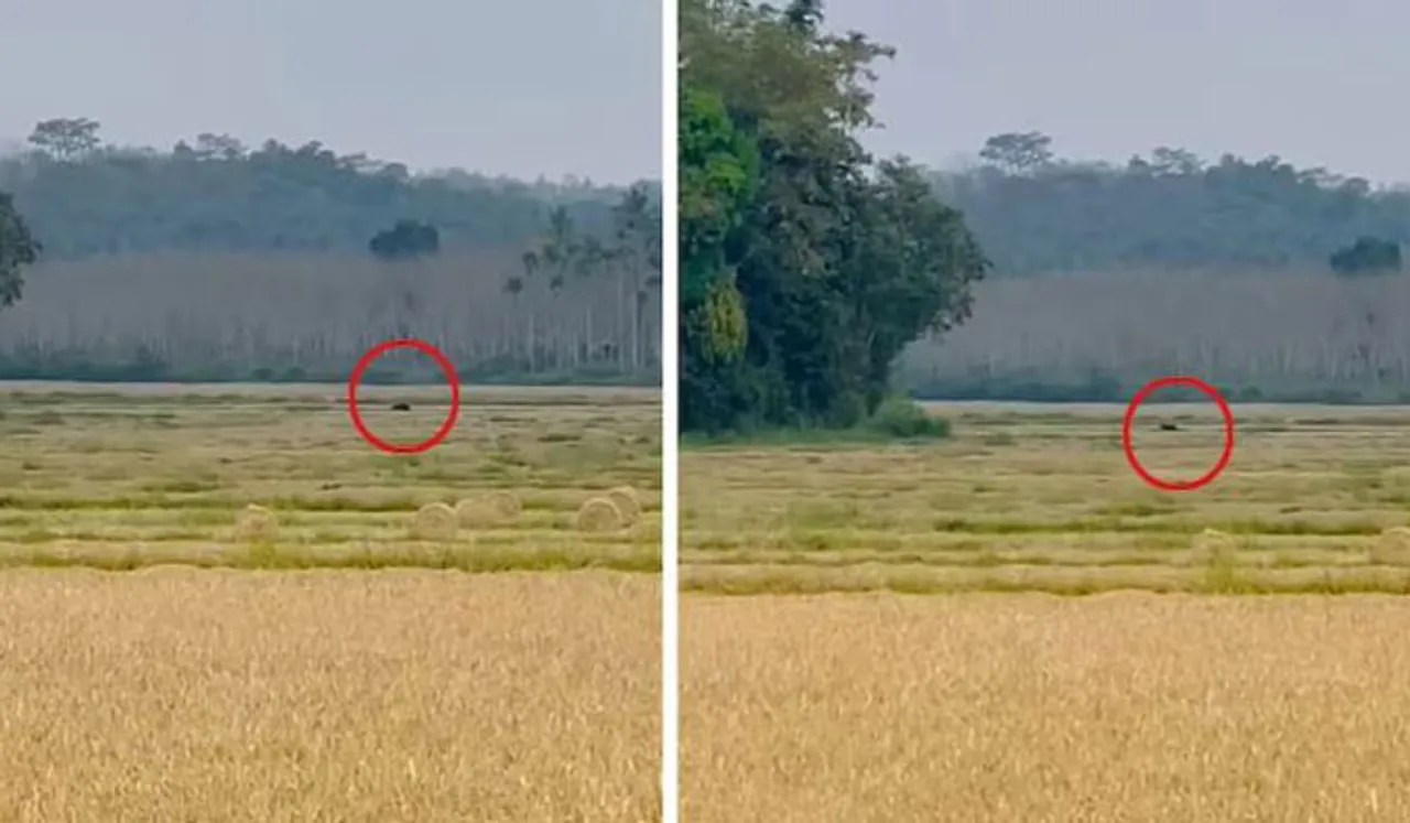 മാനന്തവാടിയില്‍ ഇറങ്ങിയ കരടിയെ കാണാനില്ല; മയക്കുവെടി വയ്ക്കാന്‍ നീക്കം