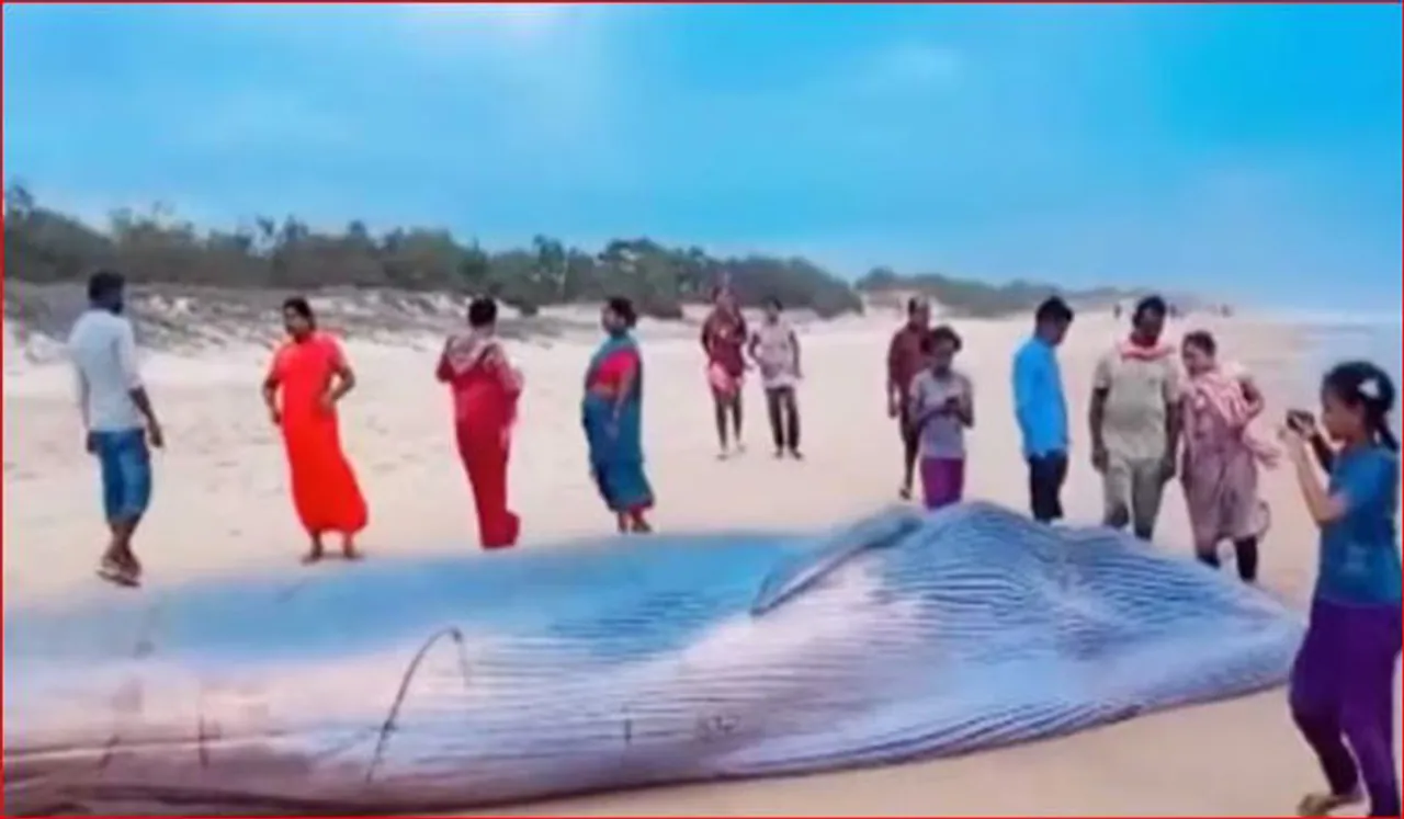 ആന്ധ്ര തീരത്ത് 25 അടി നീളമുള്ള നീലത്തിമിംഗലം; ജഡത്തിനു മുകളില്‍കയറി സെല്‍ഫിയെടുത്ത് ജനങ്ങള്‍