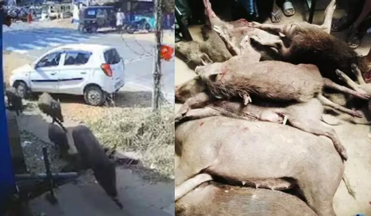 മലപ്പുറത്ത് കടകളിലേക്ക് പാഞ്ഞുകയറി കാട്ടുപന്നിക്കൂട്ടം; പിന്നാലെ ആക്രമണം, ഒടുവിൽ പത്തെണ്ണത്തെയും വെടിവെച്ച് കൊന്നു