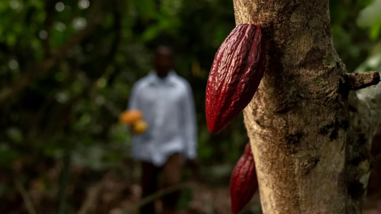 Indian Cocoa Industry