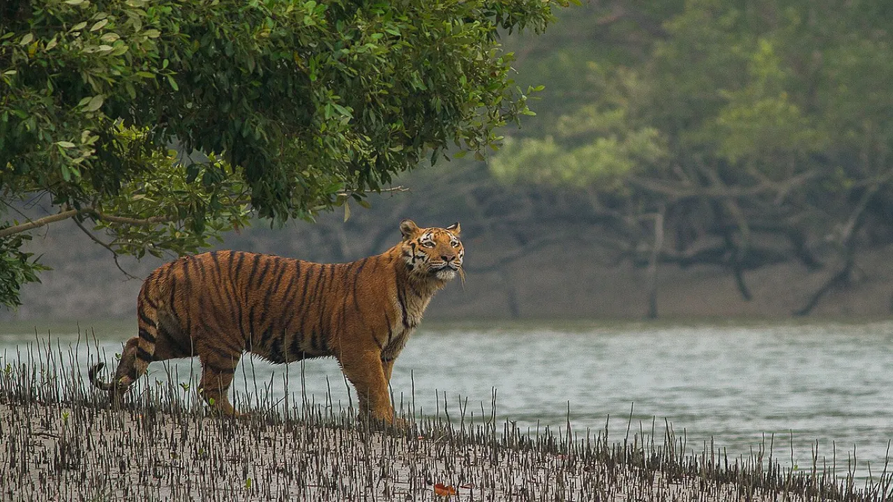 Best safari in India
