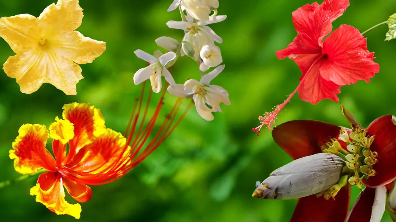 Flower FI 