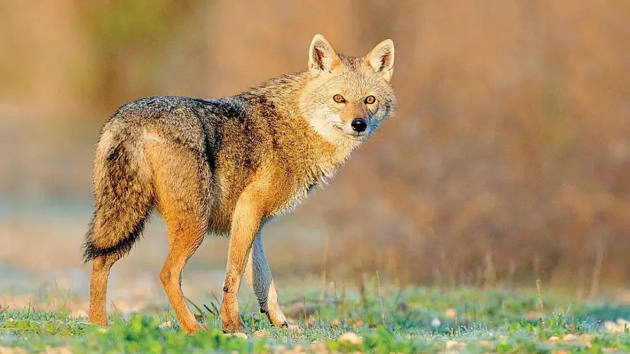 Golden Jackals 1