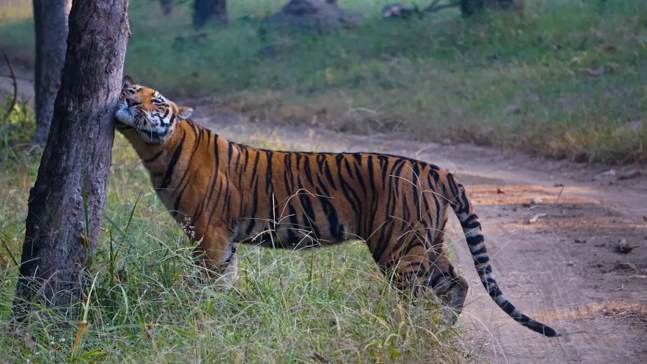 jungle lodge in India